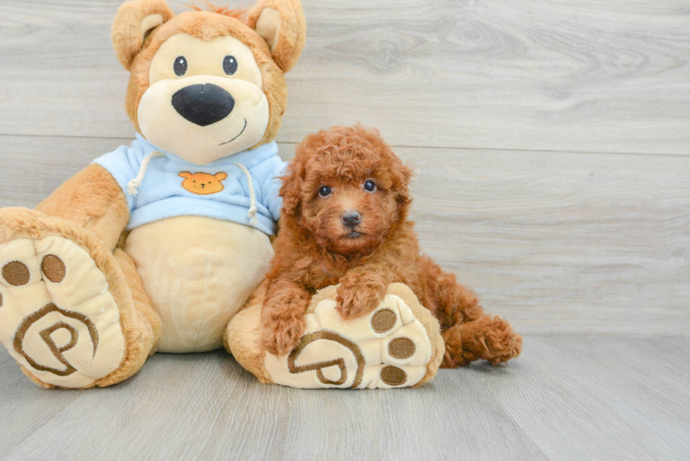 Playful Poodle Purebred Pup