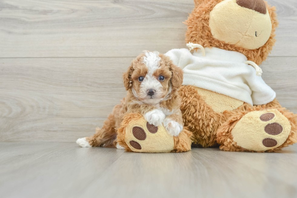 Friendly Poodle Baby