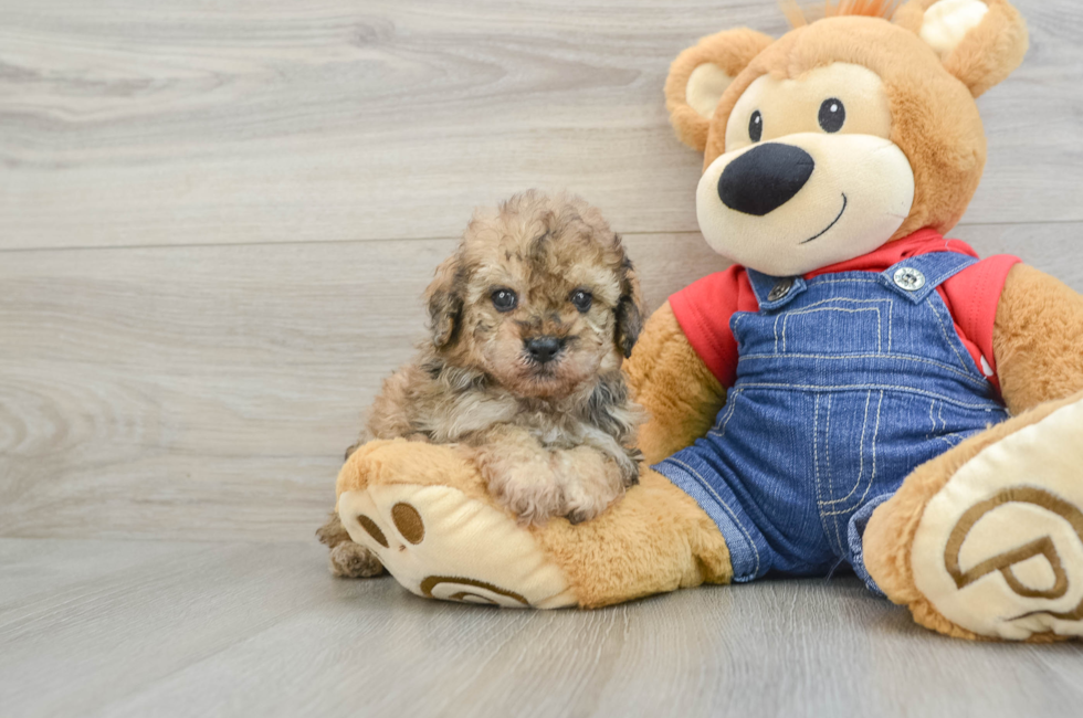 6 week old Poodle Puppy For Sale - Premier Pups