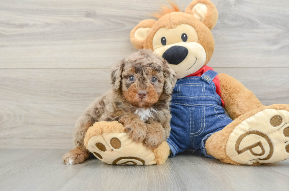 5 week old Poodle Puppy For Sale - Premier Pups