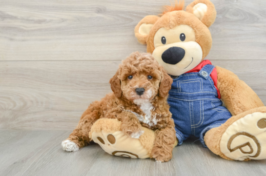 Poodle Puppy for Adoption