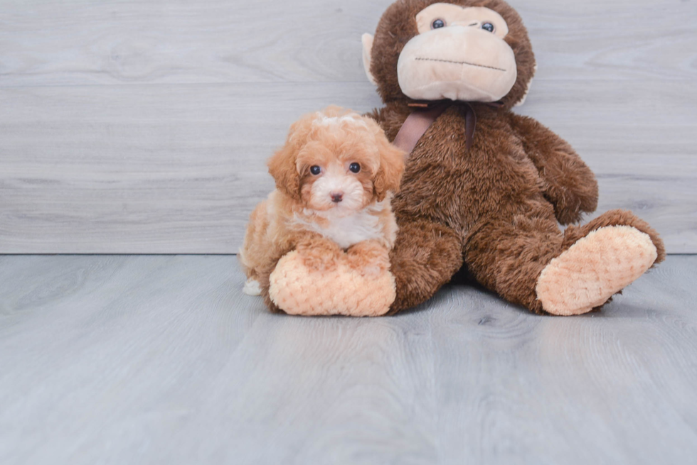 Fluffy Pudle Purebred Puppy