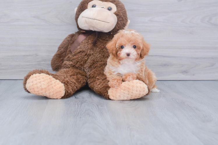 Funny Poodle Baby