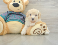 8 week old Poodle Puppy For Sale - Premier Pups