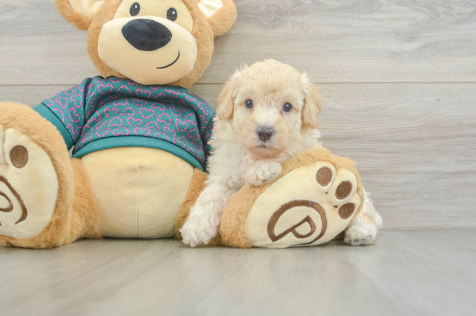 5 week old Poodle Puppy For Sale - Premier Pups