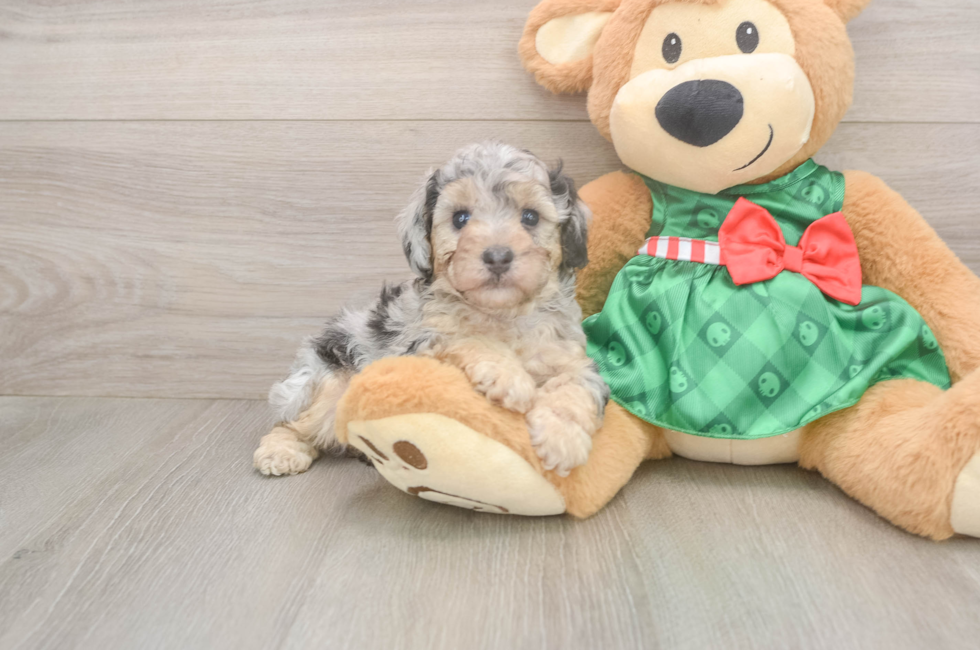 5 week old Poodle Puppy For Sale - Premier Pups