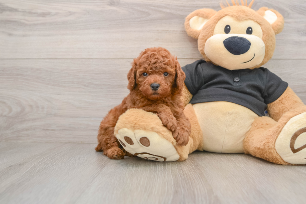 Fluffy Pudel Purebred Puppy