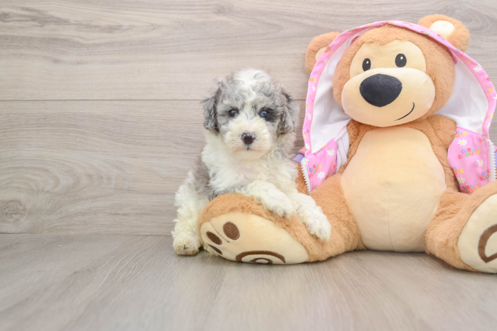 Poodle Puppy for Adoption