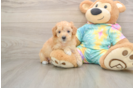 Best Poodle Baby