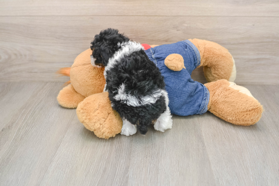 Poodle Puppy for Adoption