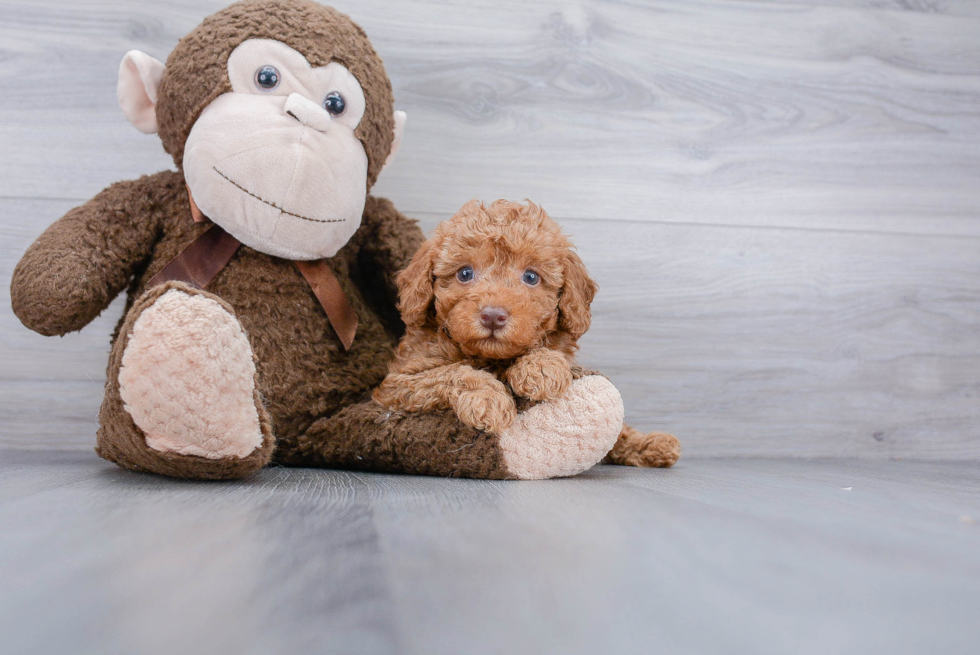 Fluffy Pudle Purebred Puppy