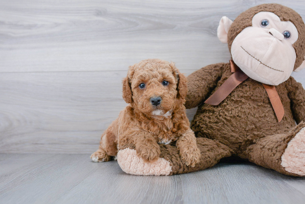 Poodle Pup Being Cute