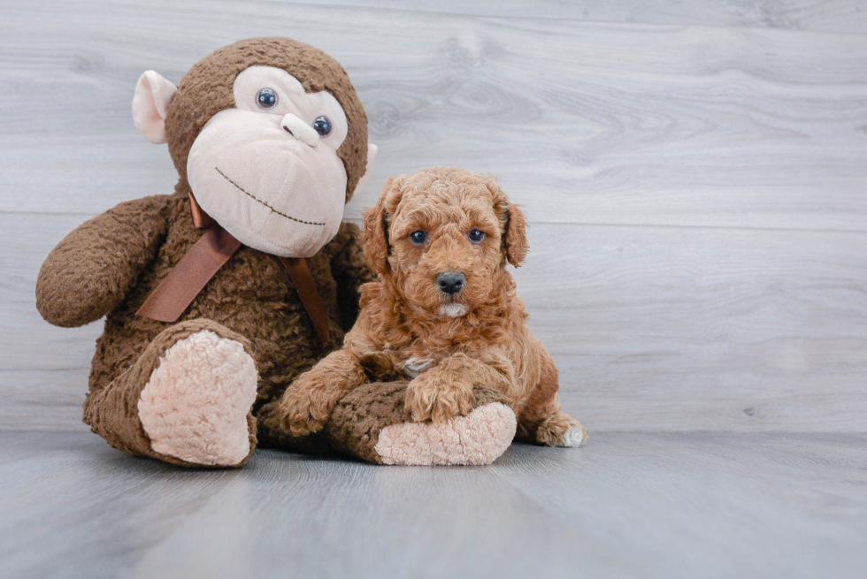 Poodle Pup Being Cute