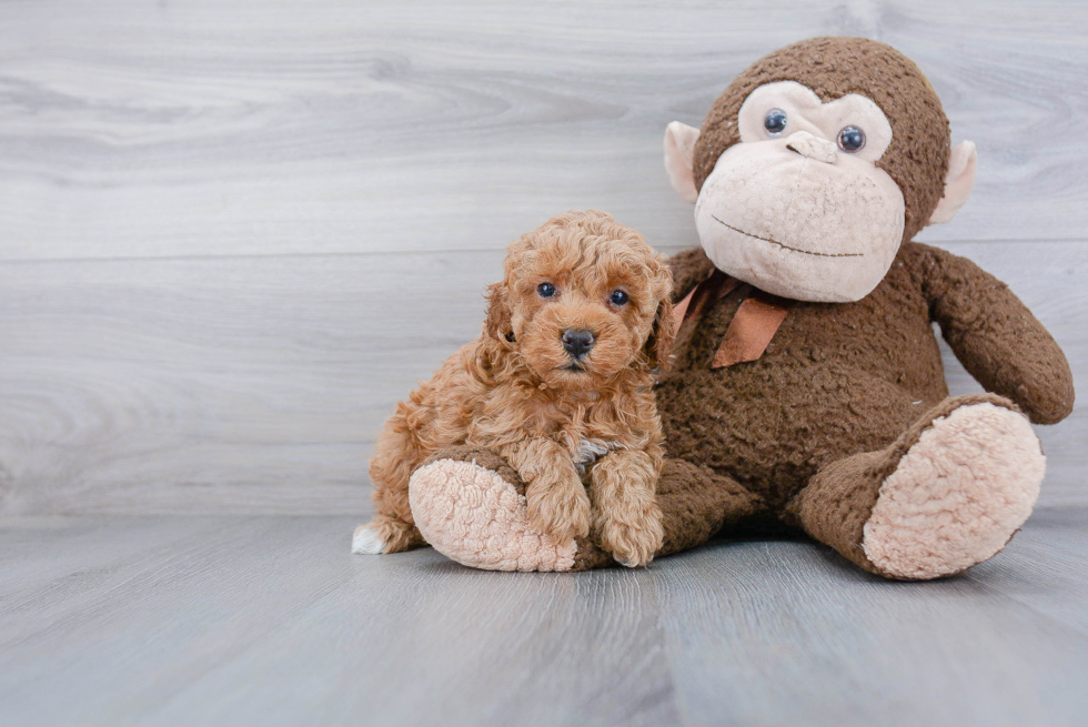 Hypoallergenic Poodle Purebred Pup