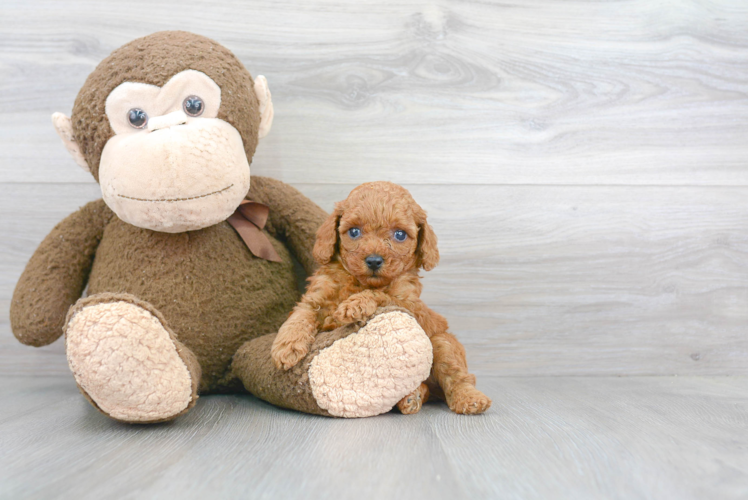 Sweet Pudle Purebred Puppy