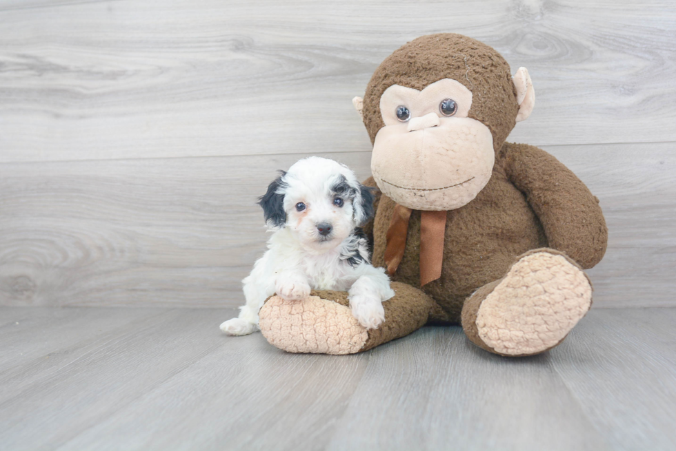 Poodle Pup Being Cute