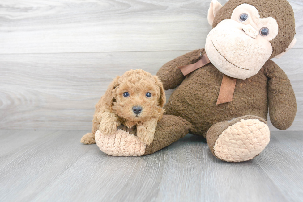 Little Poodle Purebred Pup