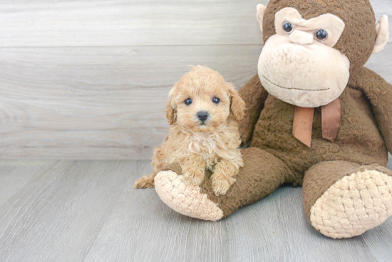 Poodle Pup Being Cute