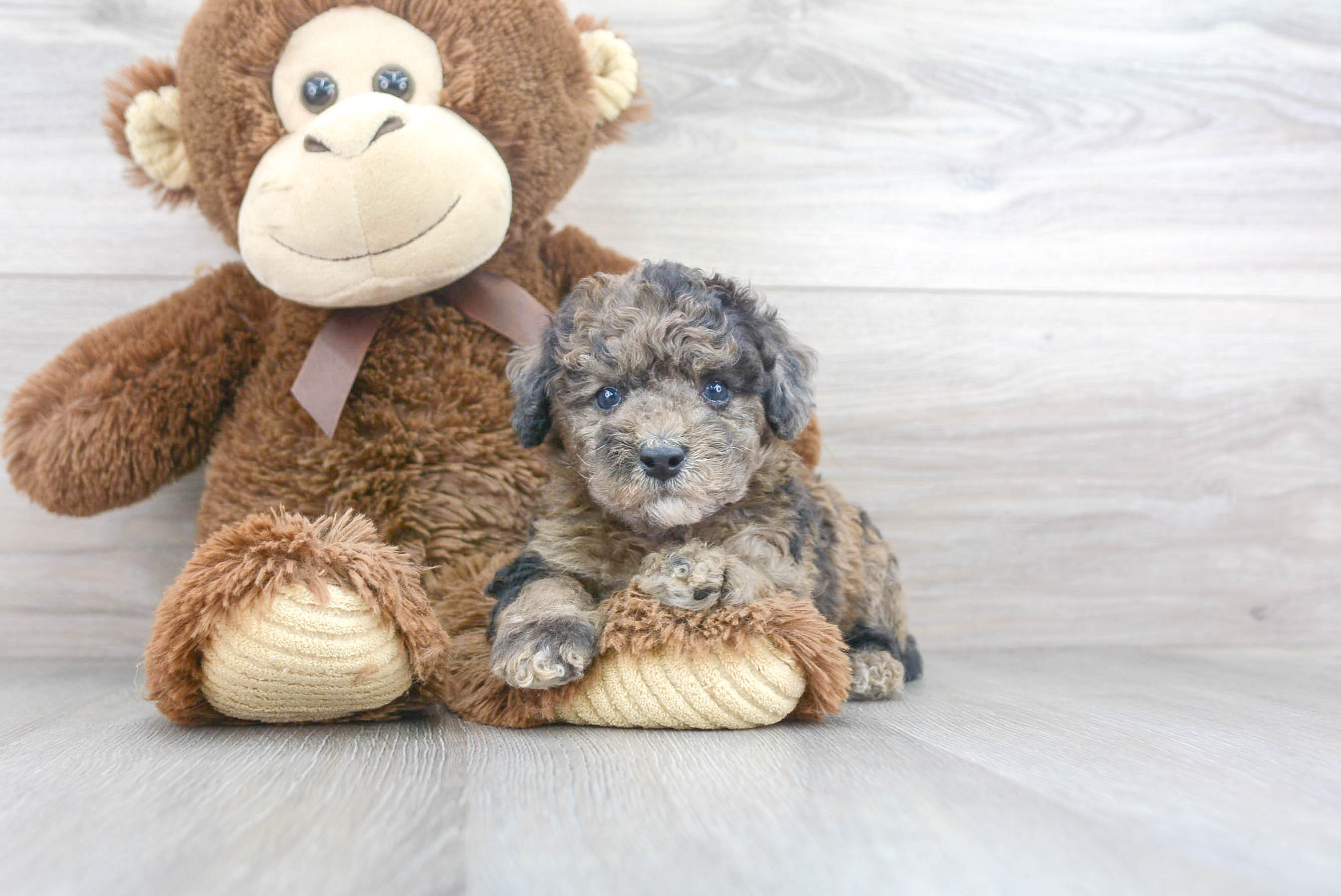 Small Poodle Baby