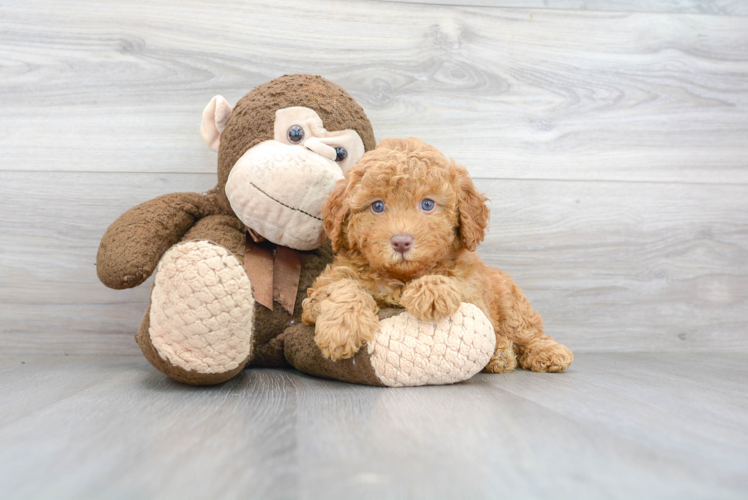 Cute Pudle Purebred Puppy