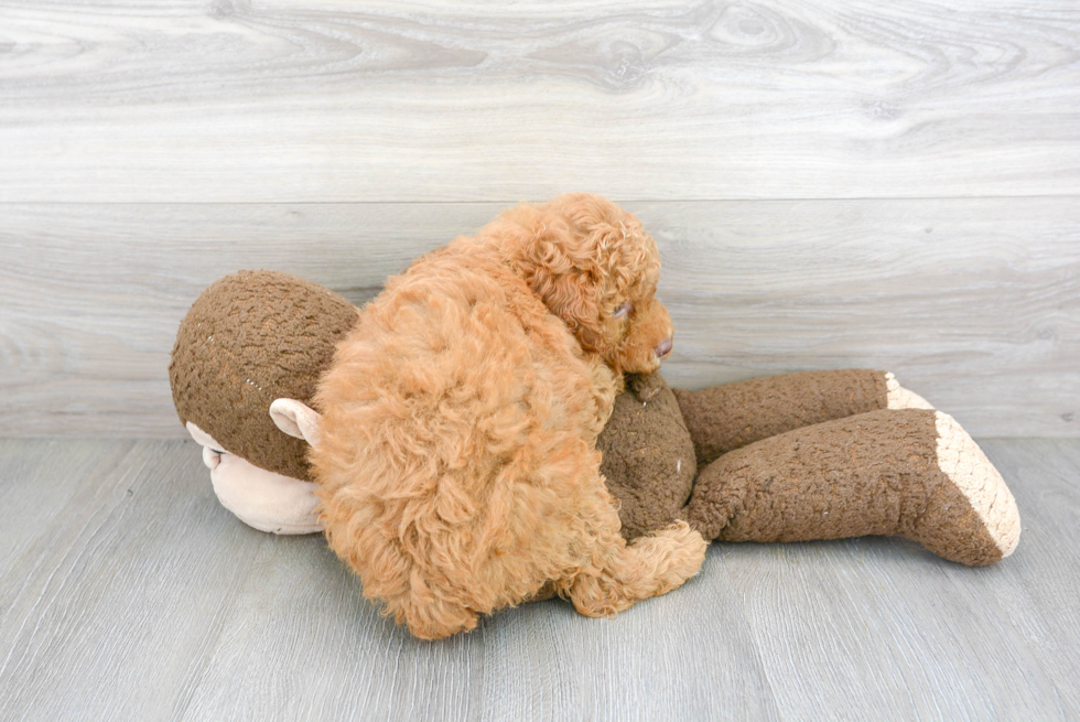 Cute Pudle Purebred Puppy