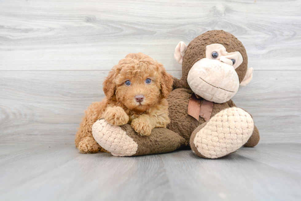 Best Poodle Baby