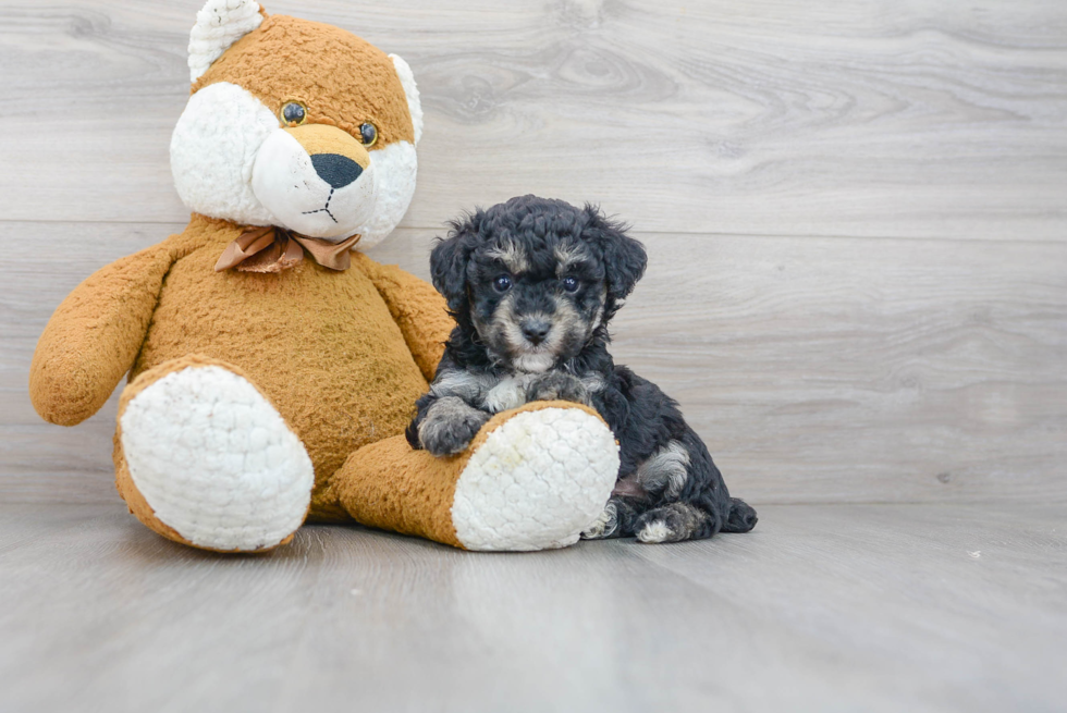 Poodle Pup Being Cute