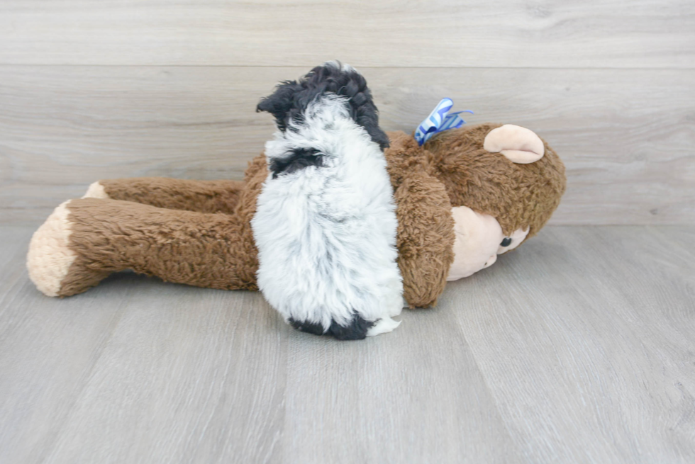 Cute Poodle Baby