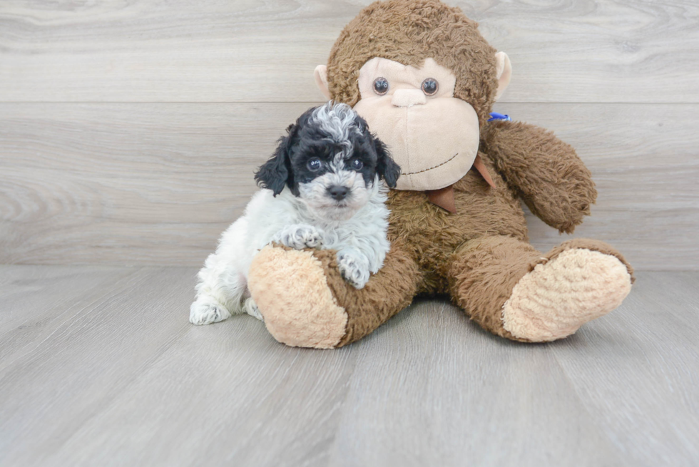 Cute Pudle Purebred Puppy