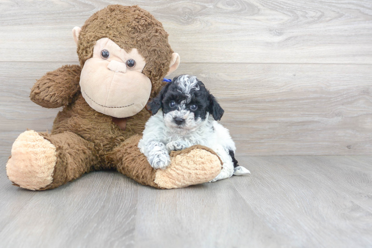 Poodle Pup Being Cute