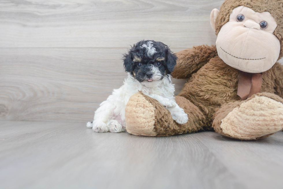 Cute Poodle Purebred Pup