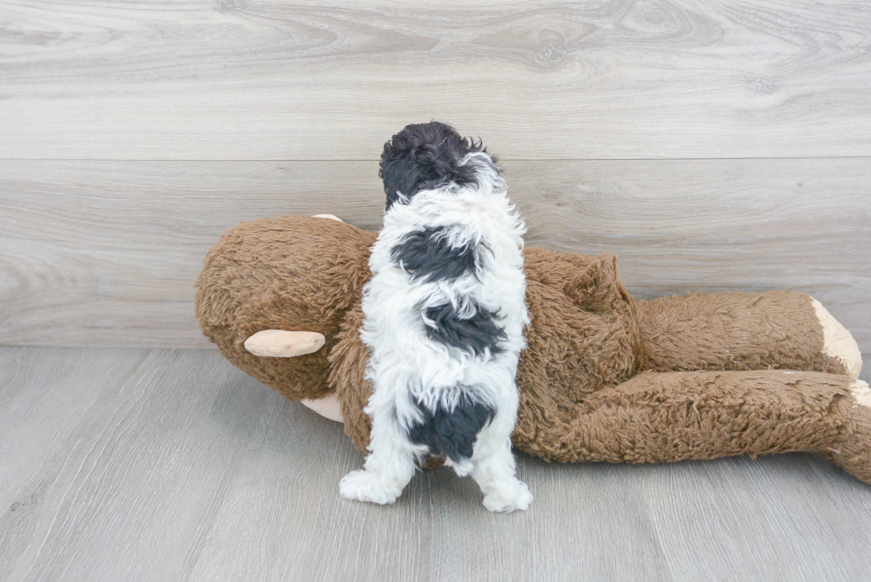Poodle Pup Being Cute