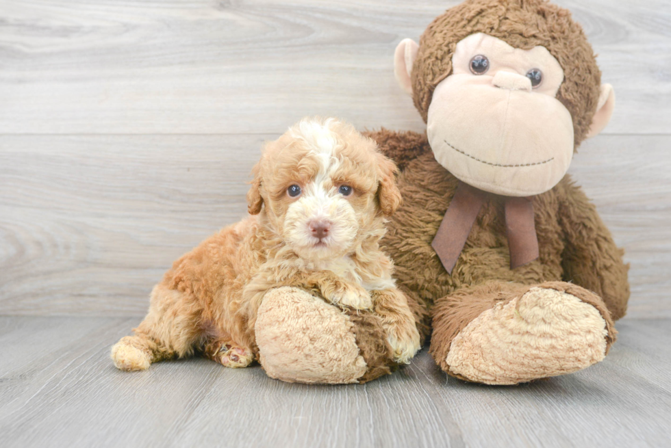 Sweet Pudle Purebred Puppy