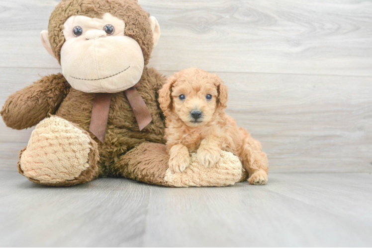 Little Poodle Purebred Pup