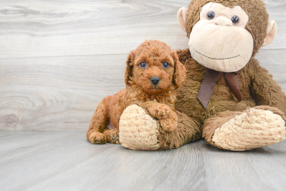 Poodle Puppy for Adoption