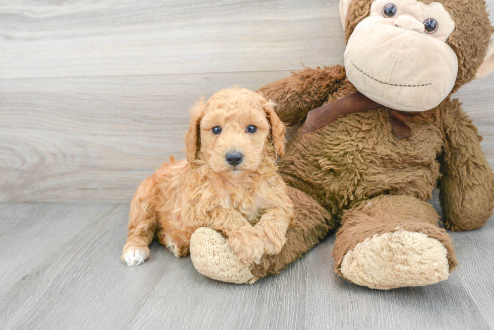 Playful Poodle Purebred Pup