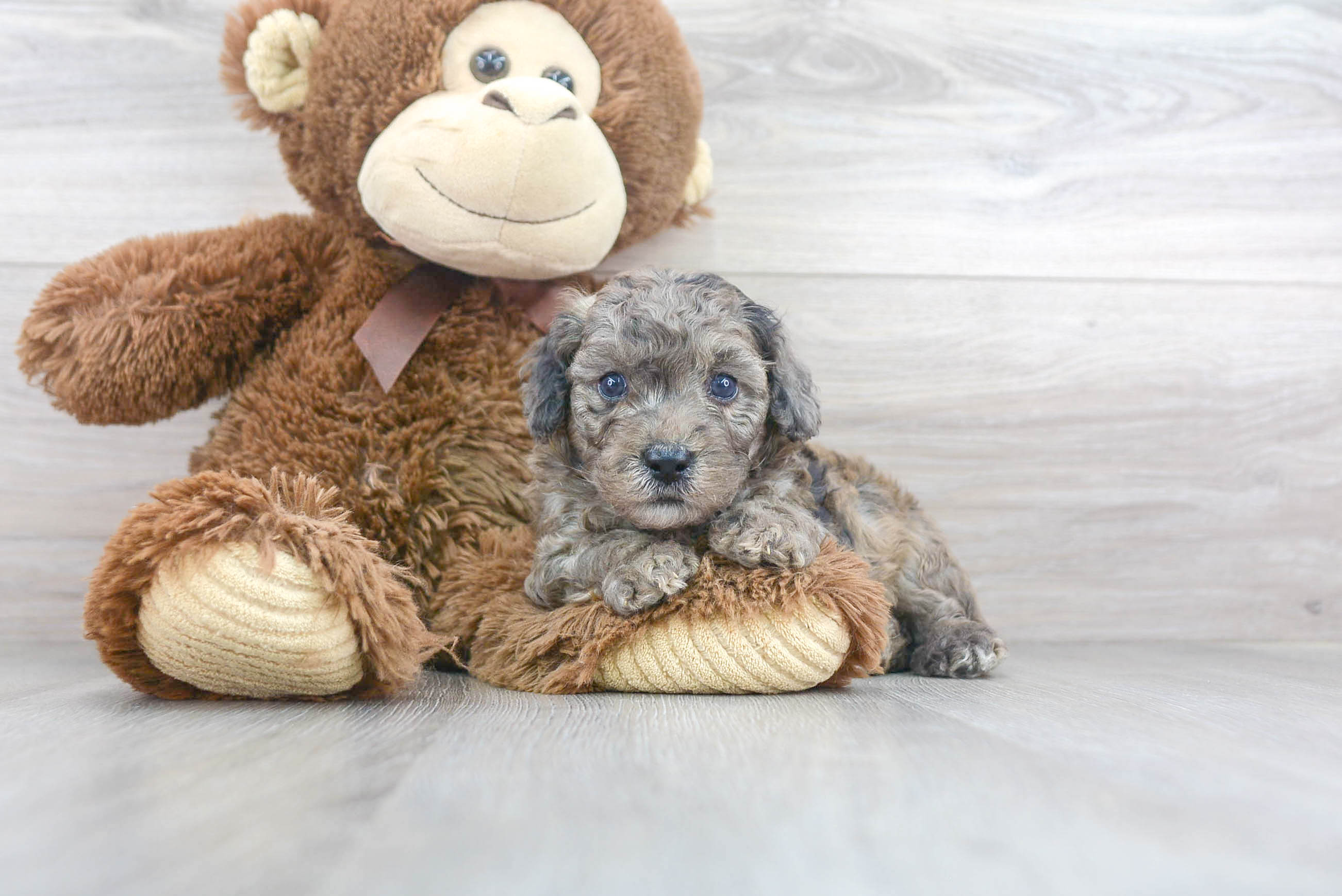 Best Poodle Baby