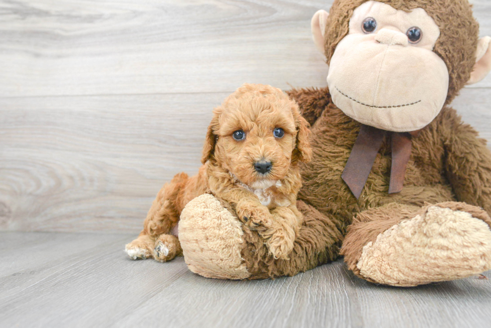 Poodle Puppy for Adoption