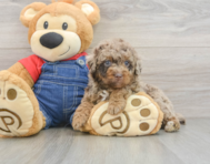 6 week old Poodle Puppy For Sale - Premier Pups