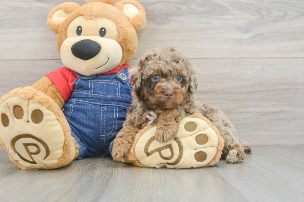 5 week old Poodle Puppy For Sale - Premier Pups