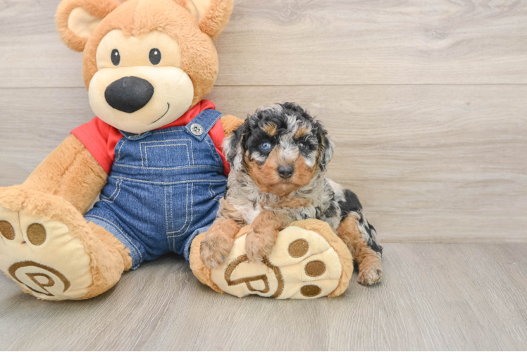 Petite Pooodle Purebred Puppy