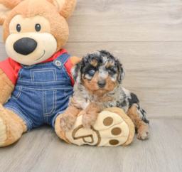 6 week old Poodle Puppy For Sale - Premier Pups