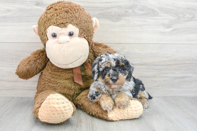 Playful Poodle Baby