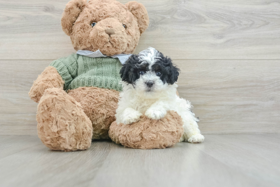 Small Poodle Purebred Pup