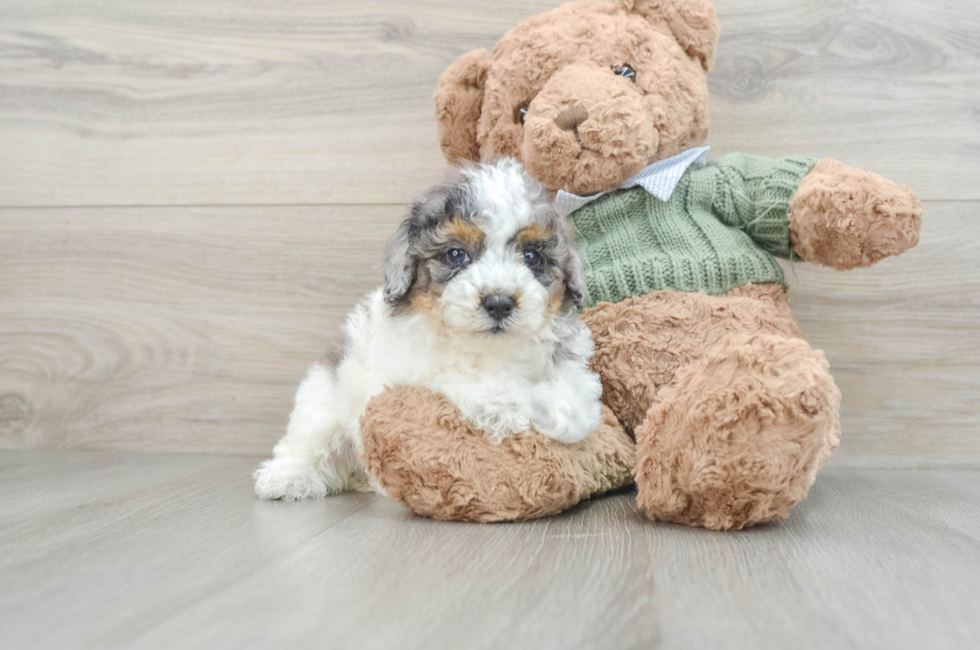 5 week old Poodle Puppy For Sale - Premier Pups