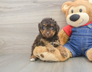 7 week old Poodle Puppy For Sale - Premier Pups