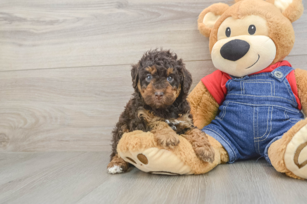 5 week old Poodle Puppy For Sale - Premier Pups