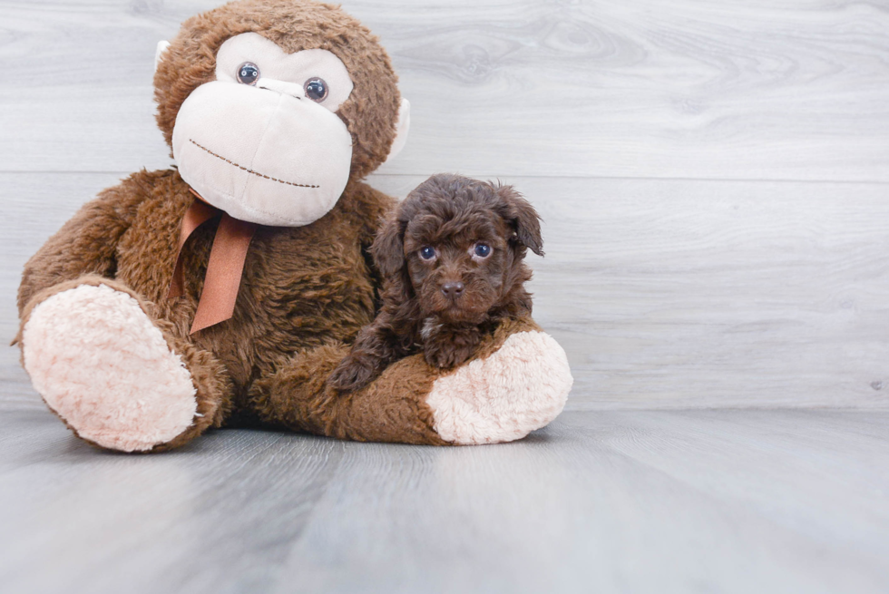 Funny Poodle Purebred Pup