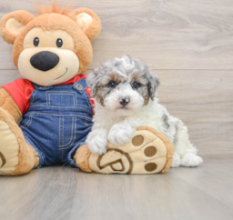 7 week old Poodle Puppy For Sale - Premier Pups
