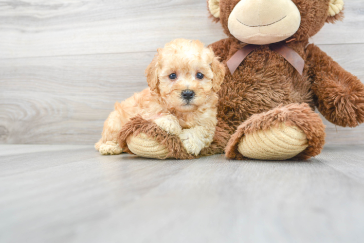Poodle Puppy for Adoption
